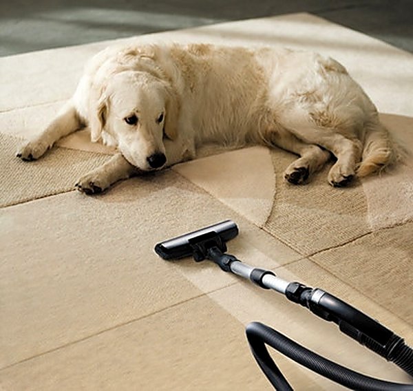 Pet Stain & Odor in Beaverton, OR